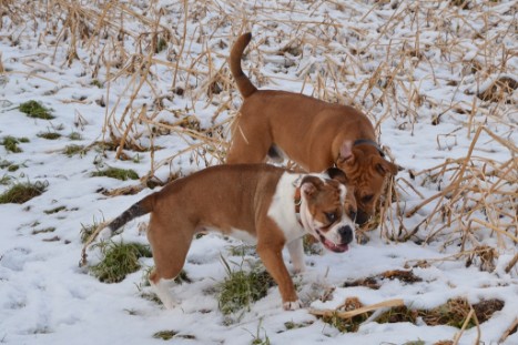 Seeblickbulls Lennox zu Besuch am 25. Februar 2018