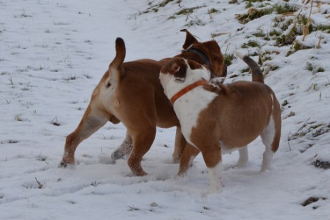 Seeblickbulls Lennox zu Besuch am 25. Februar 2018