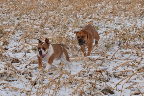 Seeblickbulls Lennox zu Besuch am 25. Februar 2018