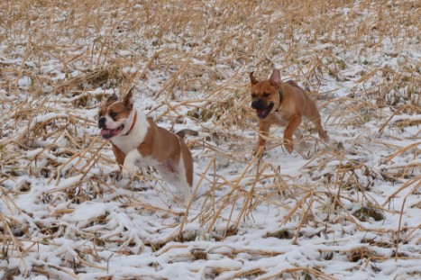 Seeblickbulls Lennox zu Besuch am 25. Februar 2018