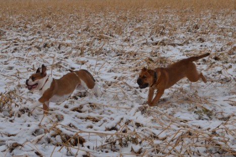 Seeblickbulls Lennox zu Besuch am 25. Februar 2018