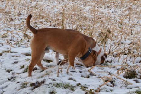 Seeblickbulls Lennox zu Besuch am 25. Februar 2018