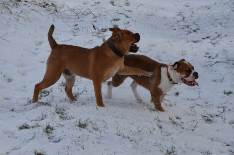 Seeblickbulls Lennox zu Besuch am 25. Februar 2018