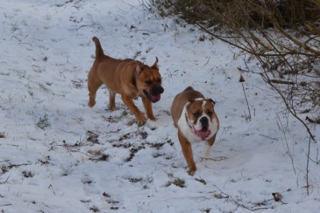 Seeblickbulls Lennox zu Besuch am 25. Februar 2018