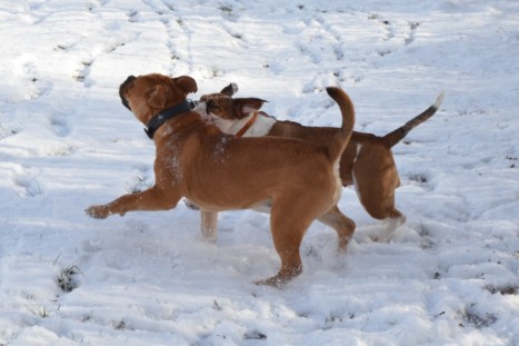 Seeblickbulls Lennox zu Besuch am 25. Februar 2018