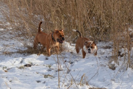 Seeblickbulls Lennox zu Besuch am 25. Februar 2018