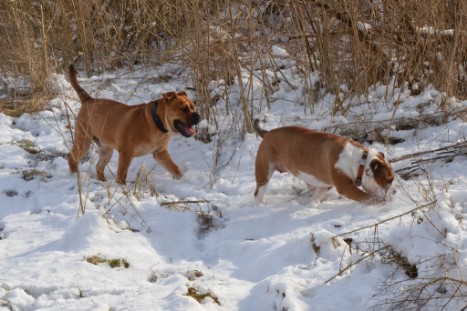 Seeblickbulls Lennox zu Besuch am 25. Februar 2018