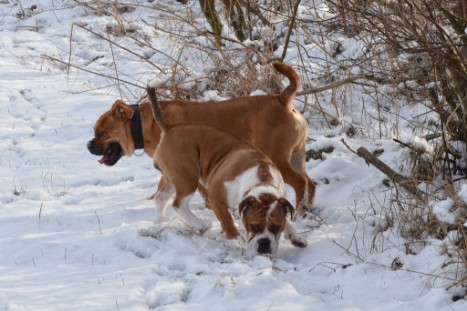 Seeblickbulls Lennox zu Besuch am 25. Februar 2018