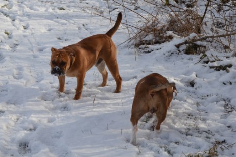 Seeblickbulls Lennox zu Besuch am 25. Februar 2018