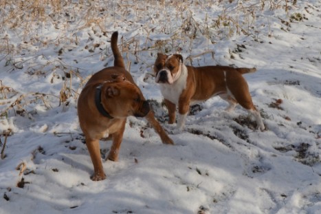 Seeblickbulls Lennox zu Besuch am 25. Februar 2018