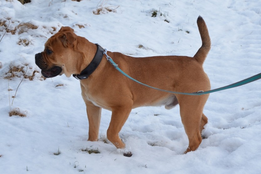 Seeblickbulls Lennox zu Besuch am 25. Februar 2018