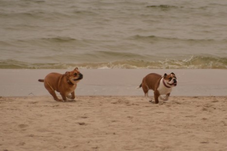 Seeblickbulls JOSEFINE und LIESBETH am Strand von Koserow auf Usedom am 26. März 2018 