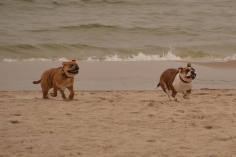 Seeblickbulls JOSEFINE und LIESBETH am Strand von Koserow auf Usedom am 26. März 2018 