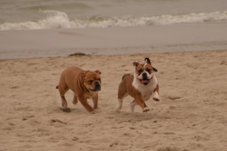 Seeblickbulls JOSEFINE und LIESBETH am Strand von Koserow auf Usedom am 26. März 2018 