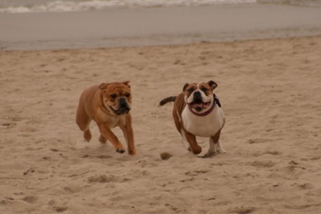 Seeblickbulls JOSEFINE und LIESBETH am Strand von Koserow auf Usedom am 26. März 2018 