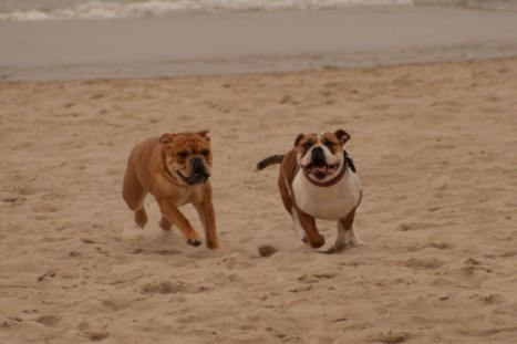 Seeblickbulls JOSEFINE und LIESBETH am Strand von Koserow auf Usedom am 26. März 2018 