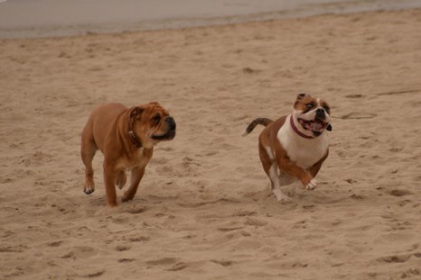 Seeblickbulls JOSEFINE und LIESBETH am Strand von Koserow auf Usedom am 26. März 2018 