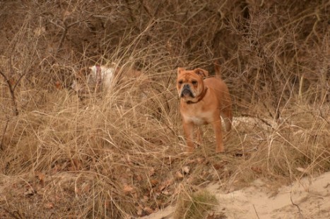 Seeblickbulls JOSEFINE und LIESBETH am Strand von Koserow auf Usedom am 26. März 2018 