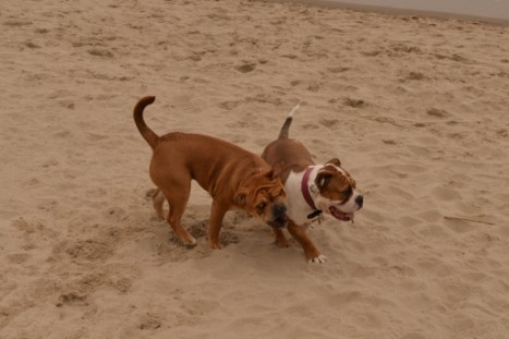 Seeblickbulls JOSEFINE und LIESBETH am Strand von Koserow auf Usedom am 26. März 2018 