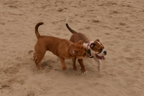 Seeblickbulls JOSEFINE und LIESBETH am Strand von Koserow auf Usedom am 26. März 2018 