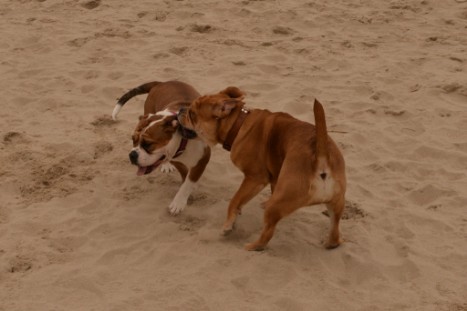 Seeblickbulls JOSEFINE und LIESBETH am Strand von Koserow auf Usedom am 26. März 2018 