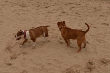 Seeblickbulls JOSEFINE und LIESBETH am Strand von Koserow auf Usedom am 26. März 2018 