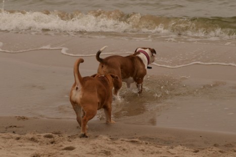 Seeblickbulls JOSEFINE und LIESBETH am Strand von Koserow auf Usedom am 26. März 2018 