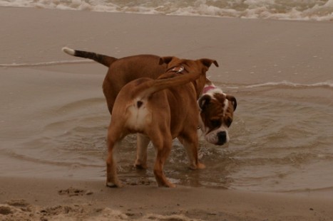 Seeblickbulls JOSEFINE und LIESBETH am Strand von Koserow auf Usedom am 26. März 2018 