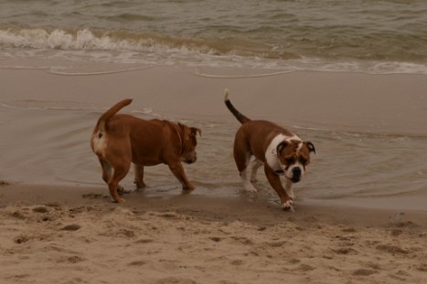 Seeblickbulls JOSEFINE und LIESBETH am Strand von Koserow auf Usedom am 26. März 2018 