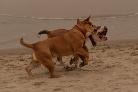 Seeblickbulls JOSEFINE und LIESBETH am Strand von Koserow auf Usedom am 26. März 2018 