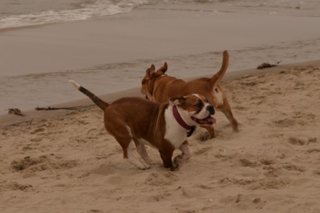 Seeblickbulls JOSEFINE und LIESBETH am Strand von Koserow auf Usedom am 26. März 2018 