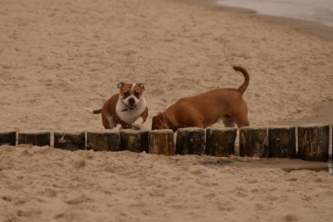 Seeblickbulls JOSEFINE und LIESBETH am Strand von Koserow auf Usedom am 26. März 2018 