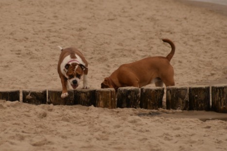 Seeblickbulls JOSEFINE und LIESBETH am Strand von Koserow auf Usedom am 26. März 2018 