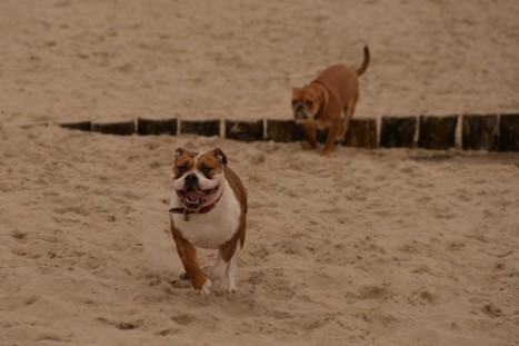 Seeblickbulls JOSEFINE und LIESBETH am Strand von Koserow auf Usedom am 26. März 2018 