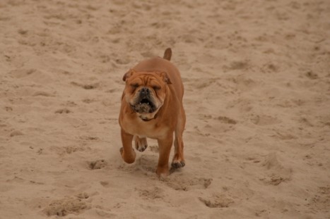 Seeblickbulls JOSEFINE und LIESBETH am Strand von Koserow auf Usedom am 26. März 2018 