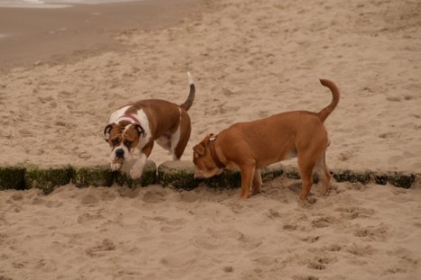 Seeblickbulls JOSEFINE und LIESBETH am Strand von Koserow auf Usedom am 26. März 2018 