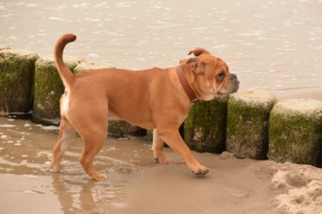 Seeblickbulls JOSEFINE und LIESBETH am Strand von Koserow auf Usedom am 26. März 2018 