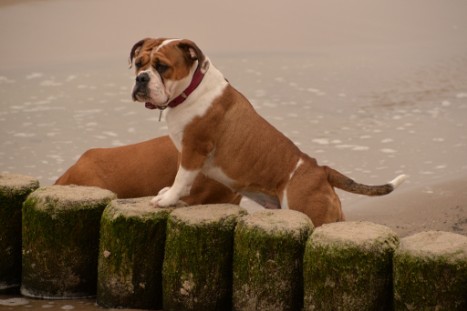 Seeblickbulls JOSEFINE und LIESBETH am Strand von Koserow auf Usedom am 26. März 2018 