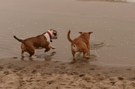 Seeblickbulls JOSEFINE und LIESBETH am Strand von Koserow auf Usedom am 26. März 2018 