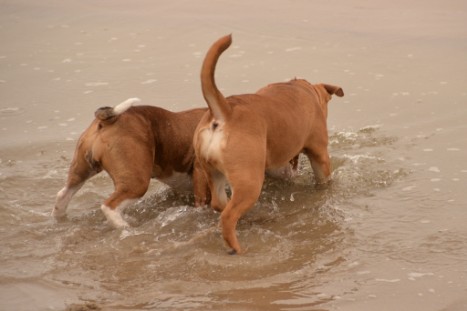 Seeblickbulls JOSEFINE und LIESBETH am Strand von Koserow auf Usedom am 26. März 2018 