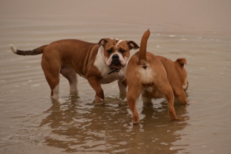 Seeblickbulls JOSEFINE und LIESBETH am Strand von Koserow auf Usedom am 26. März 2018 