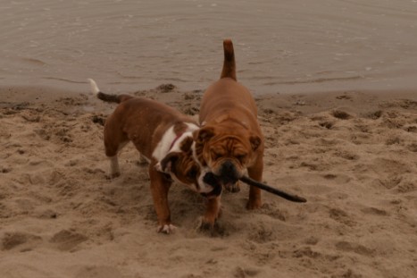 Seeblickbulls JOSEFINE und LIESBETH am Strand von Koserow auf Usedom am 26. März 2018 