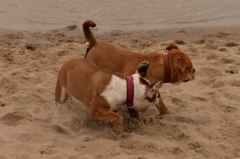 Seeblickbulls JOSEFINE und LIESBETH am Strand von Koserow auf Usedom am 26. März 2018 