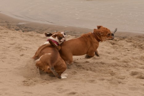 Seeblickbulls JOSEFINE und LIESBETH am Strand von Koserow auf Usedom am 26. März 2018 