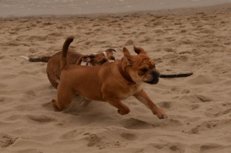 Seeblickbulls JOSEFINE und LIESBETH am Strand von Koserow auf Usedom am 26. März 2018 