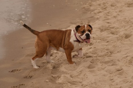 Seeblickbulls JOSEFINE und LIESBETH am Strand von Koserow auf Usedom am 26. März 2018 