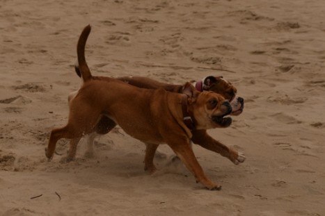 Seeblickbulls JOSEFINE und LIESBETH am Strand von Koserow auf Usedom am 26. März 2018 