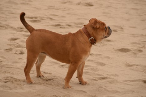 Seeblickbulls JOSEFINE und LIESBETH am Strand von Koserow auf Usedom am 26. März 2018 