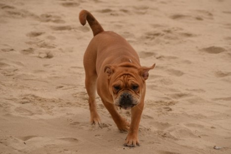 Seeblickbulls JOSEFINE und LIESBETH am Strand von Koserow auf Usedom am 26. März 2018 