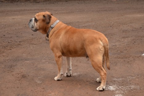 Conti-Treff Frühjahr 2018 - Seeblickbulls BULLY, AMON, HERMINE und ISALOTTA zu Besuch